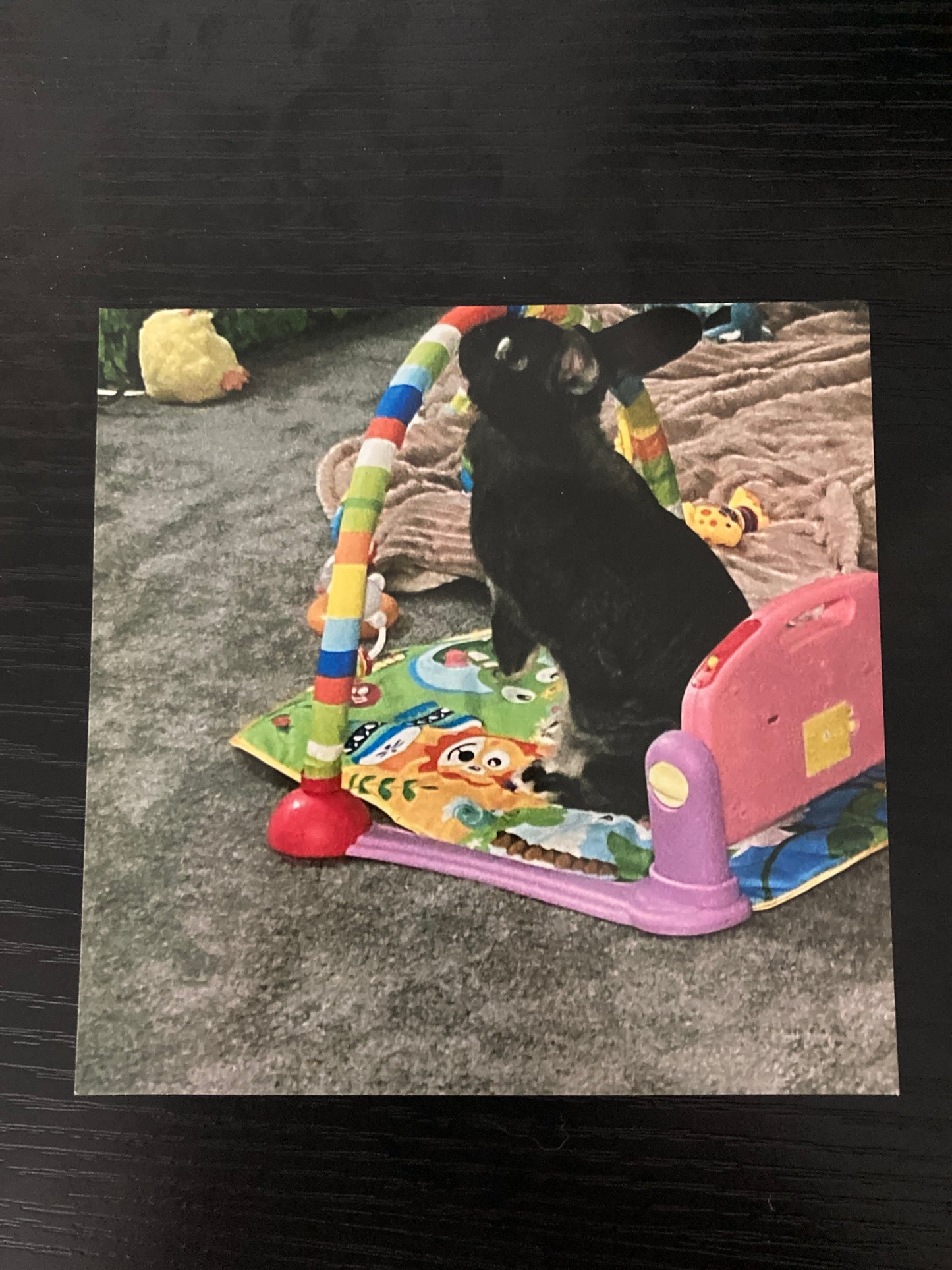 Autographed Photo Of Bambi Playing