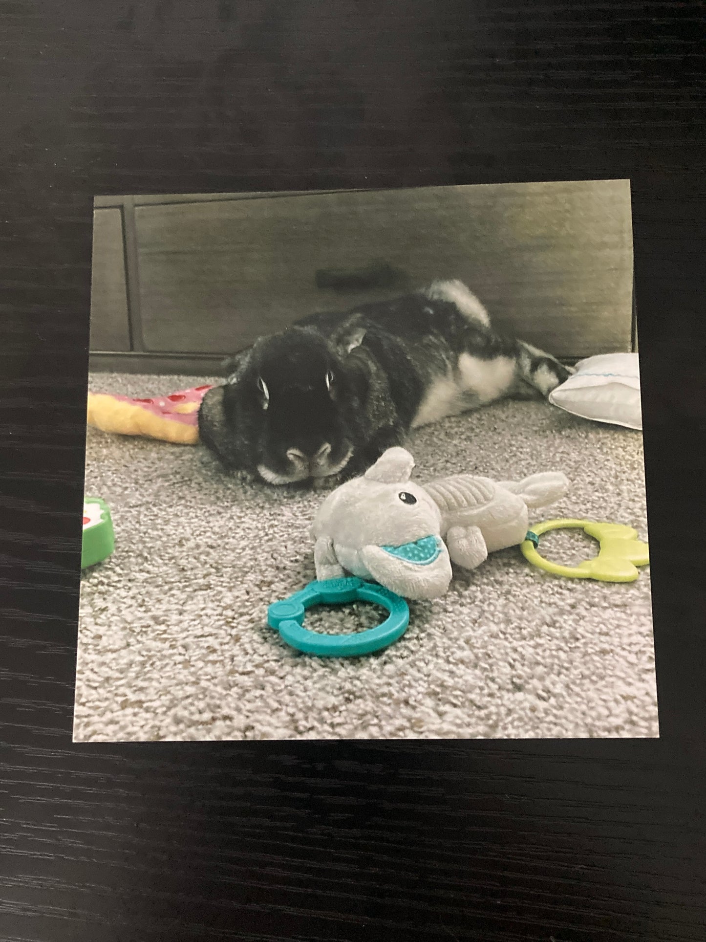 Autographed Photo of Bambi Pouting Next To Elephantino