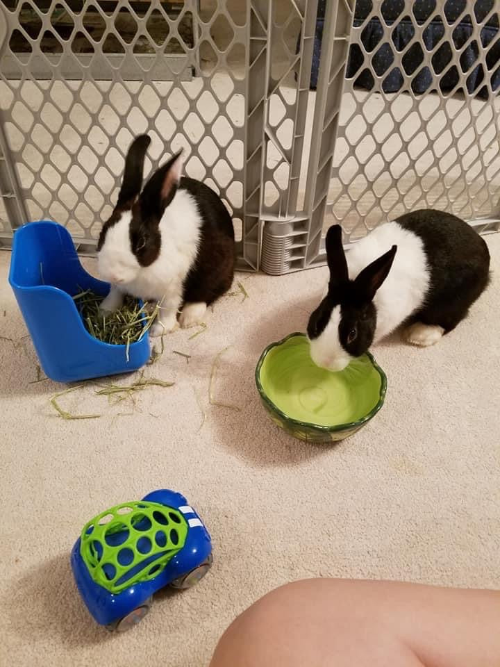 Luna & Timmy As Baby Bunnies Autographed Photo