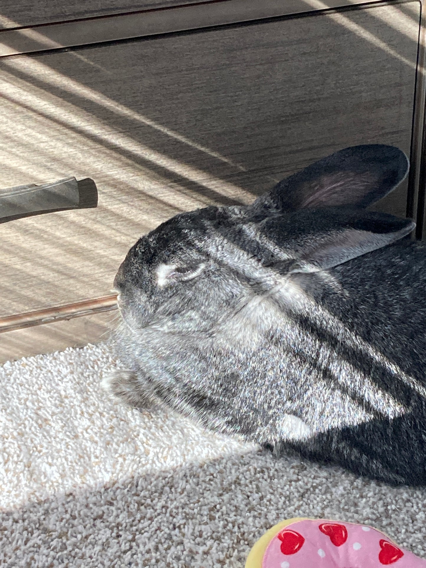 Bambi Snoozing In The Sun Autographed Photo
