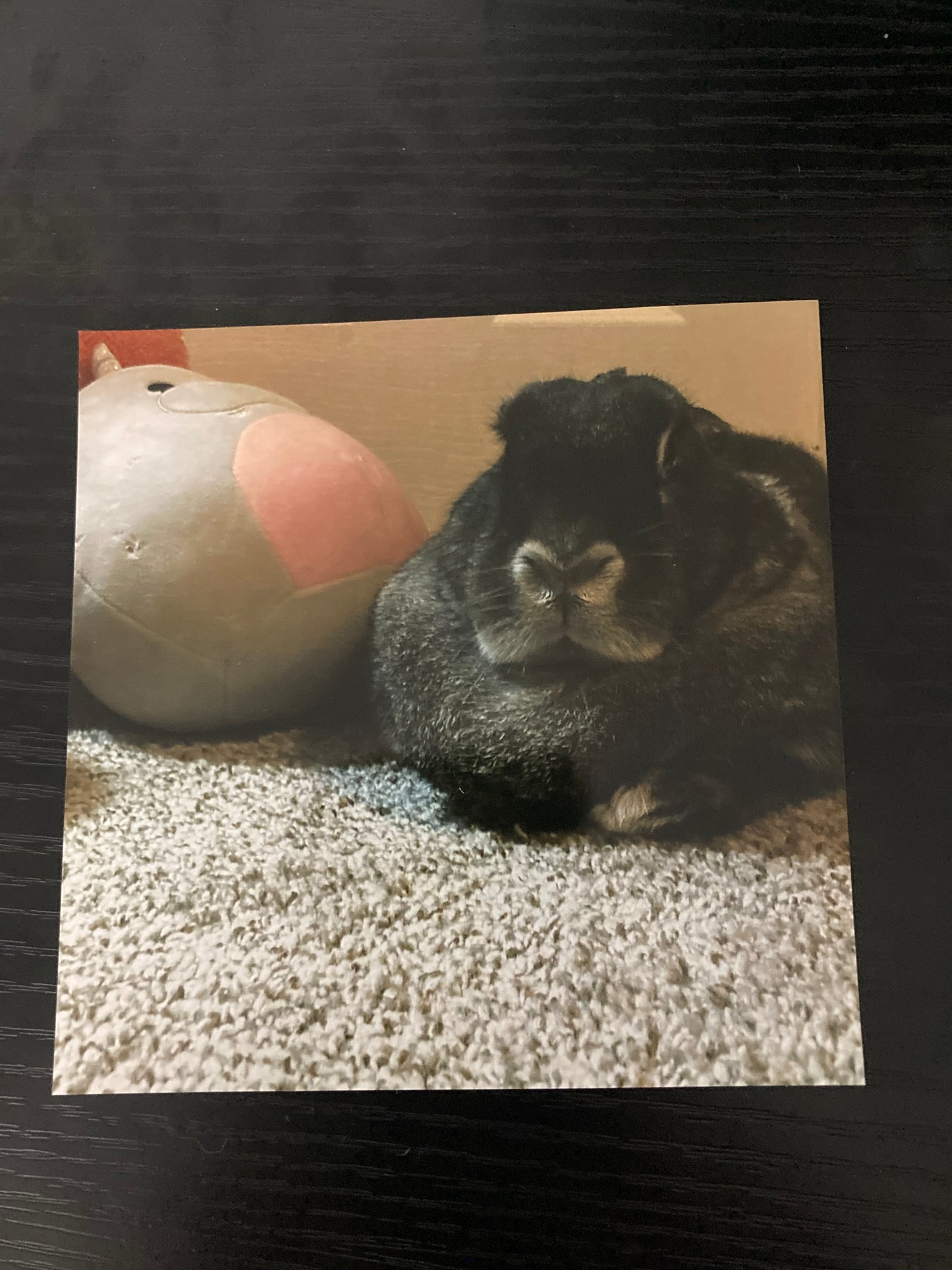 Autographed Photo Bambi Loafing With Squishmallow