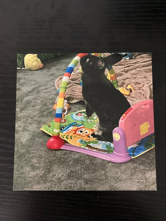 Autographed Photo Of Bambi Playing