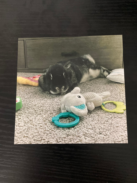 Autographed Photo of Bambi Pouting Next To Elephantino